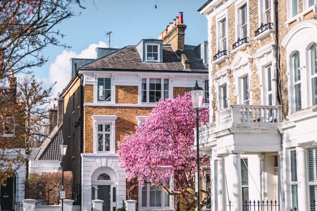 Blooms of Elegance: Pink Magnolia Blossoms Adorn London's Streets in Spring